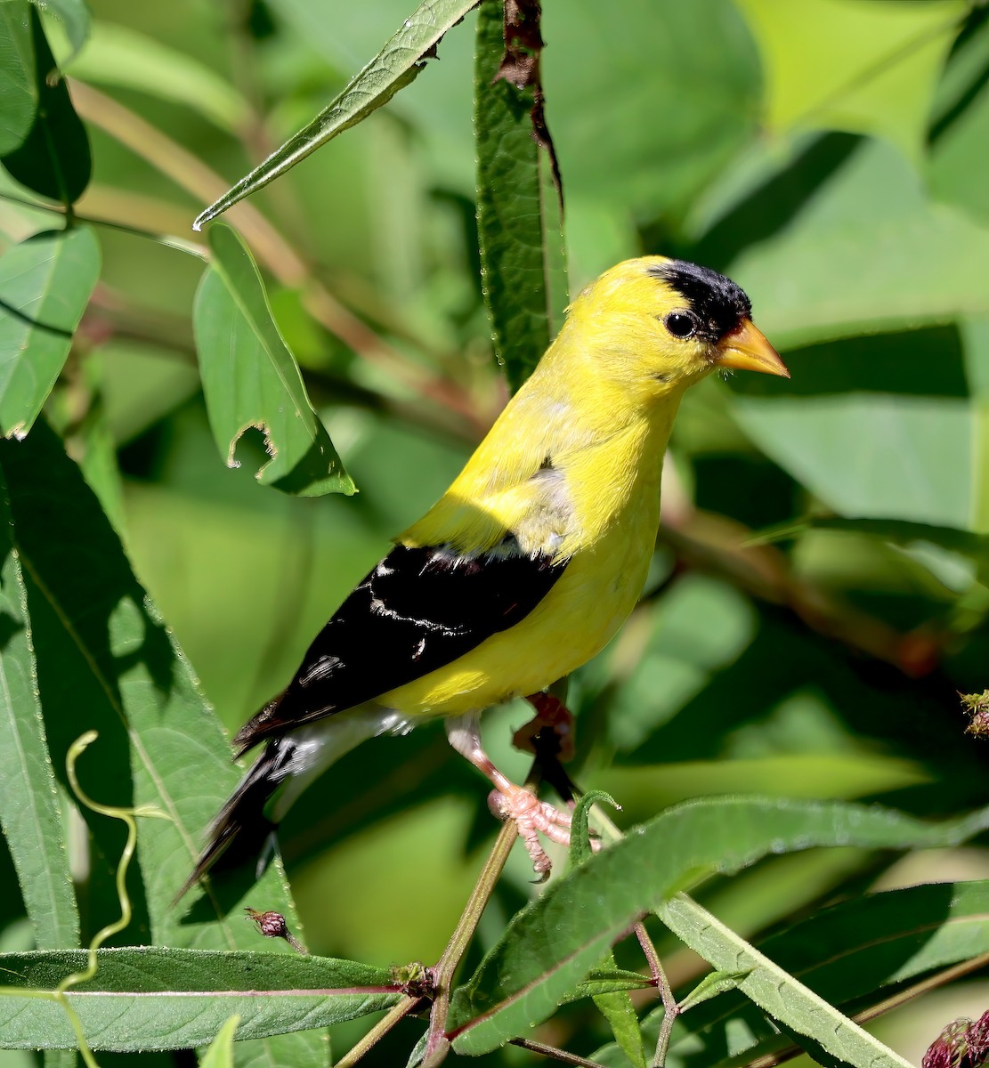 American Goldfinch - ML608359363