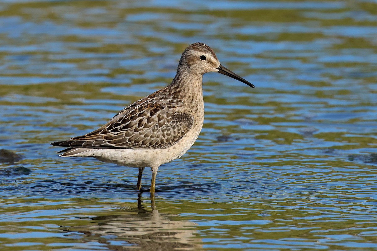 Stilt Sandpiper - ML608359365