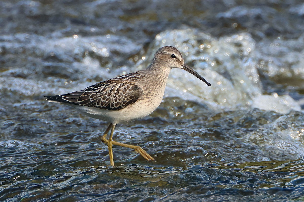 Stilt Sandpiper - Brian Morin