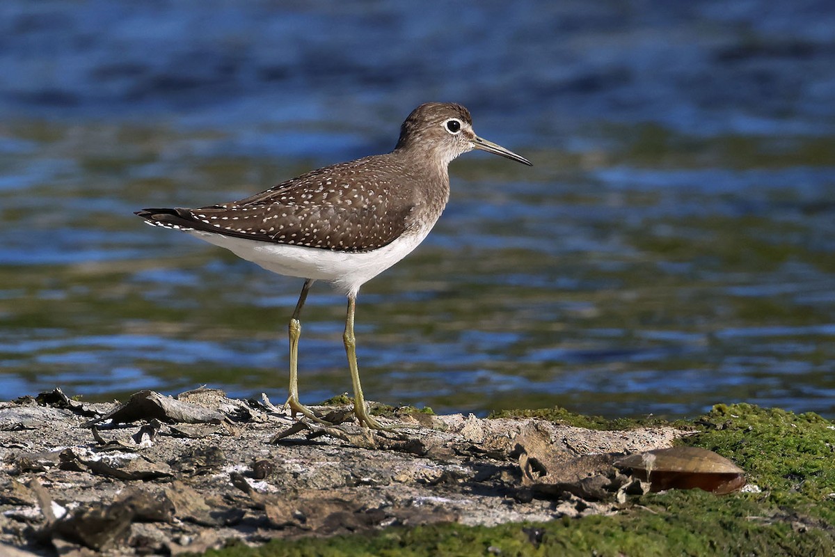 Solitary Sandpiper - ML608359371