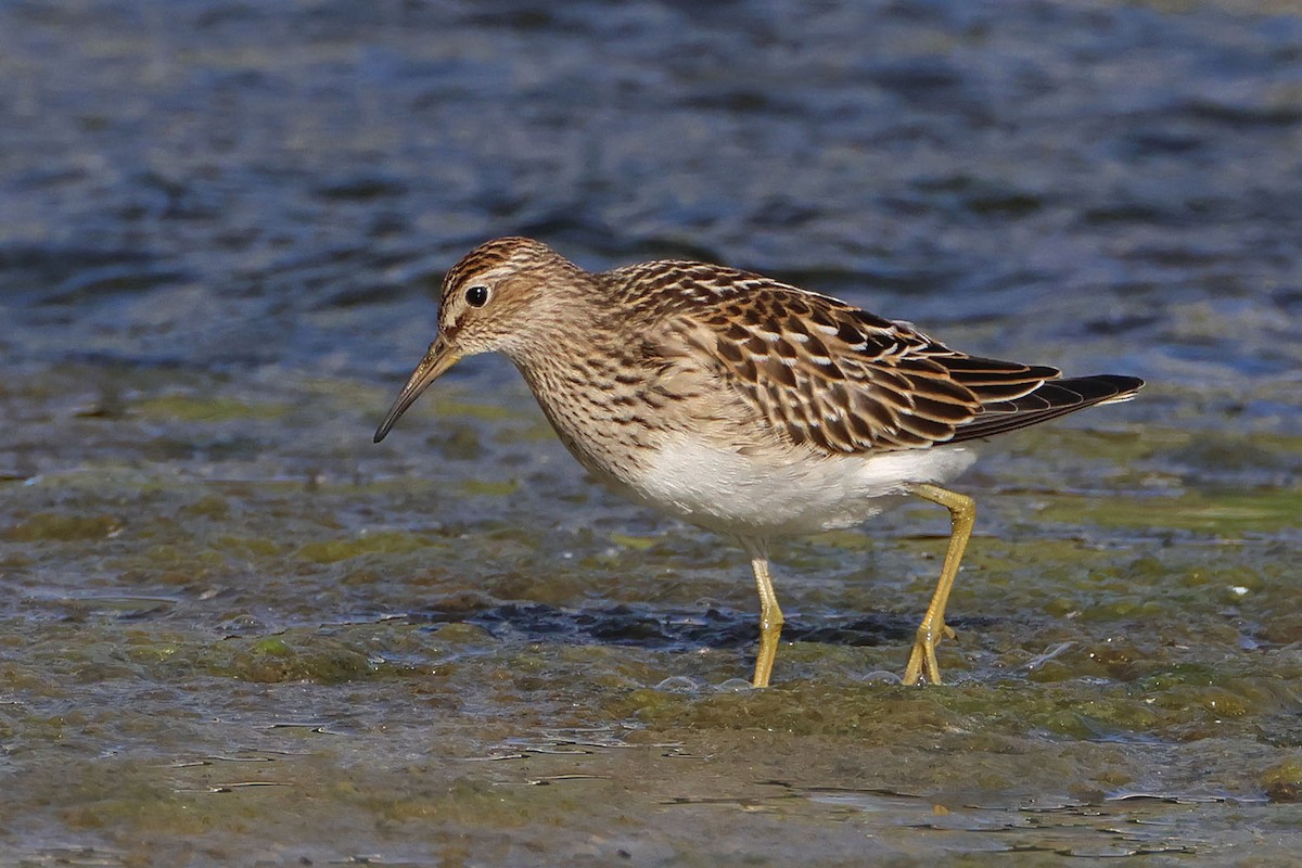 Pectoral Sandpiper - ML608359384