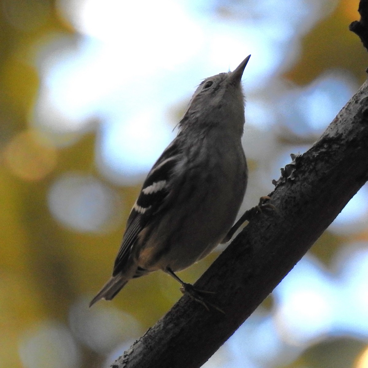 Black-and-white Warbler - ML608359490