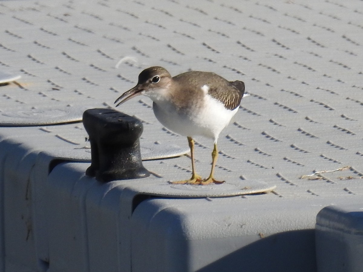 Spotted Sandpiper - Roger Massey