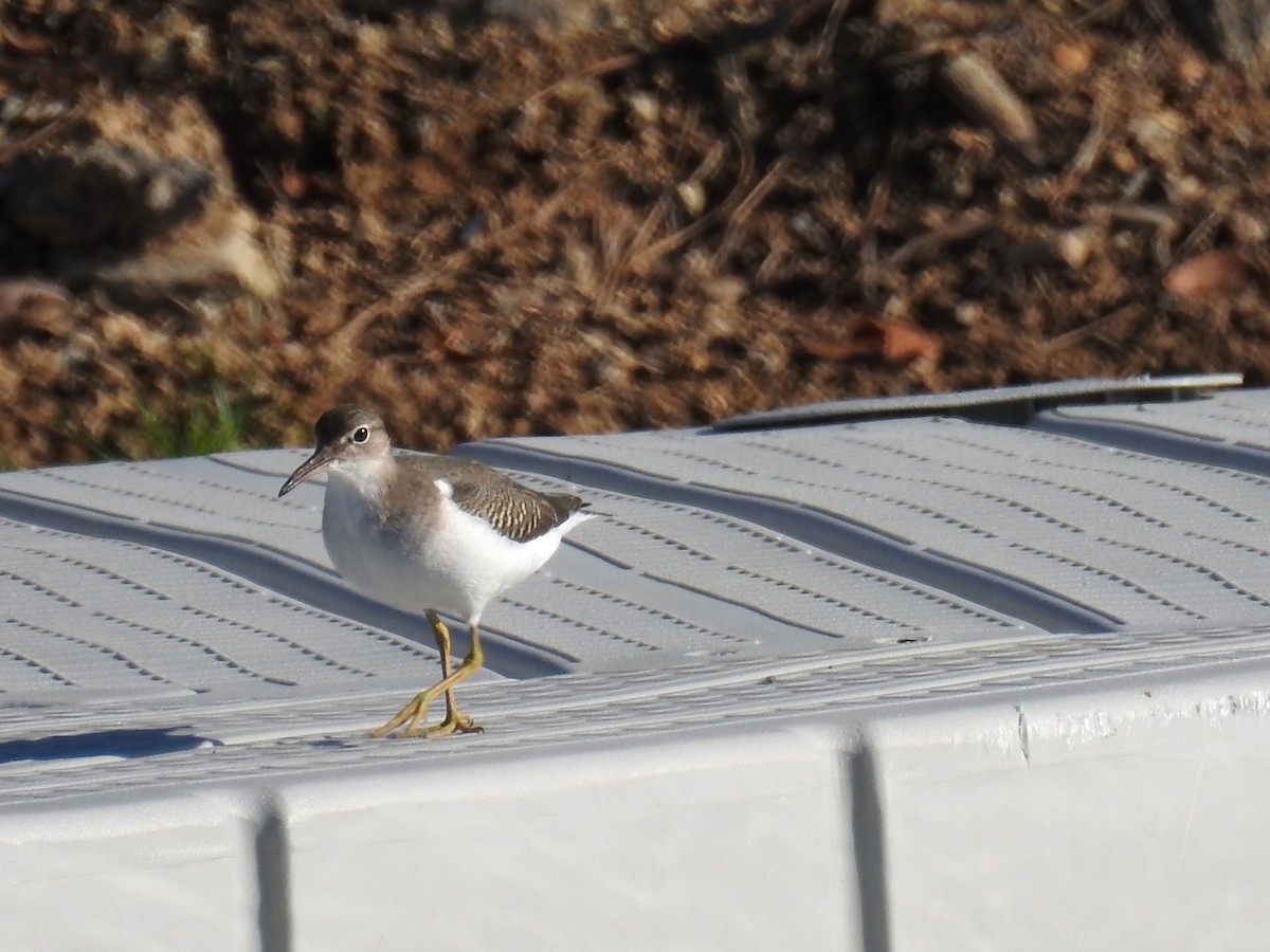 Spotted Sandpiper - ML608359498