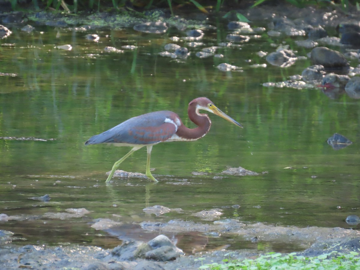 Tricolored Heron - ML608359515