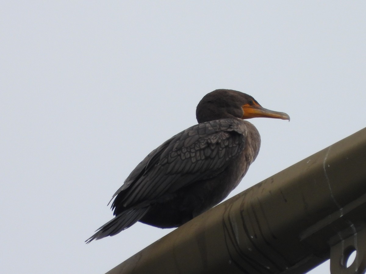 Double-crested Cormorant - Kimberly Berry