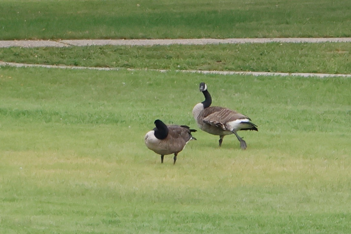 Canada Goose - ML608359720