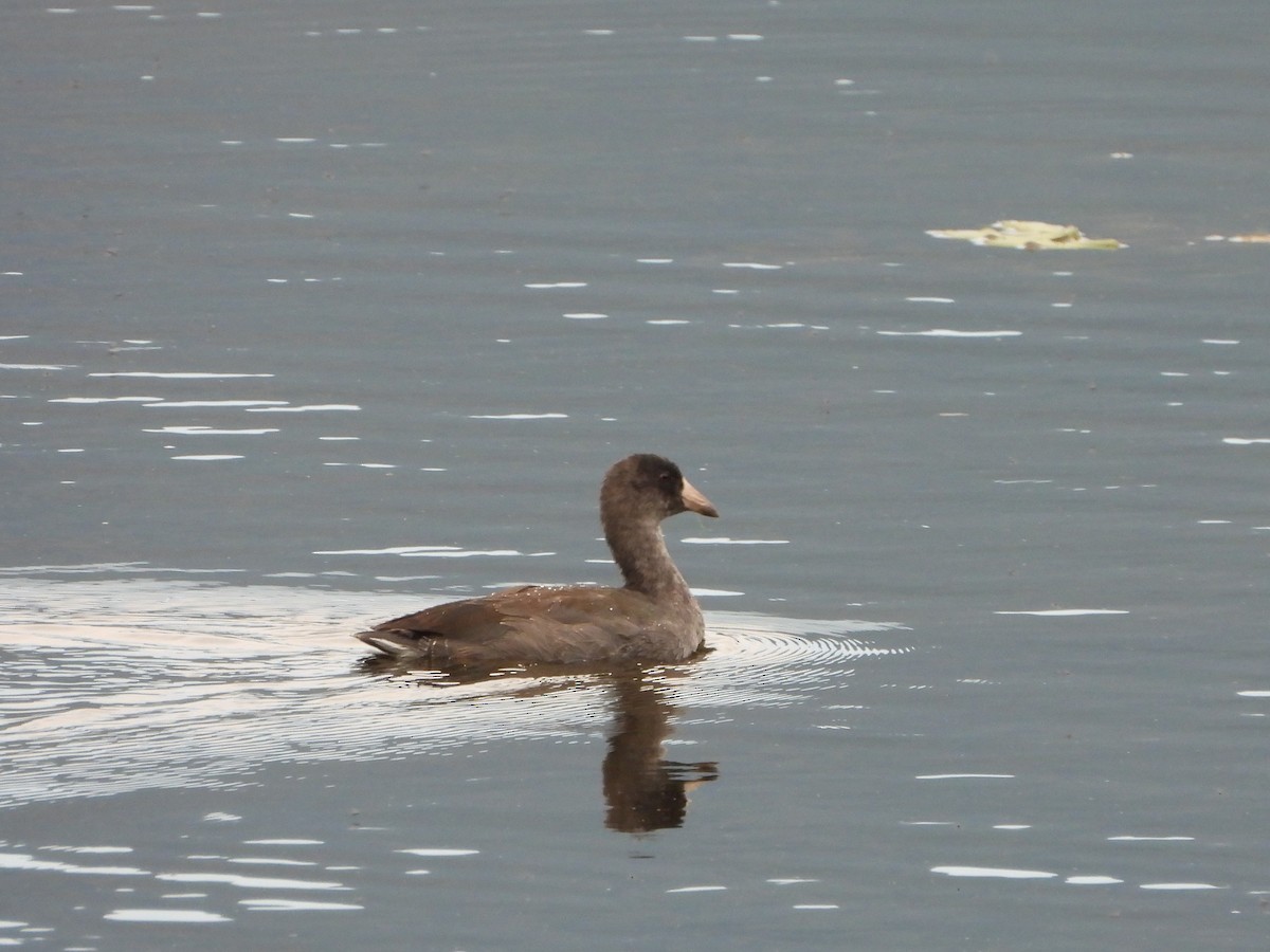 American Coot - ML608359721