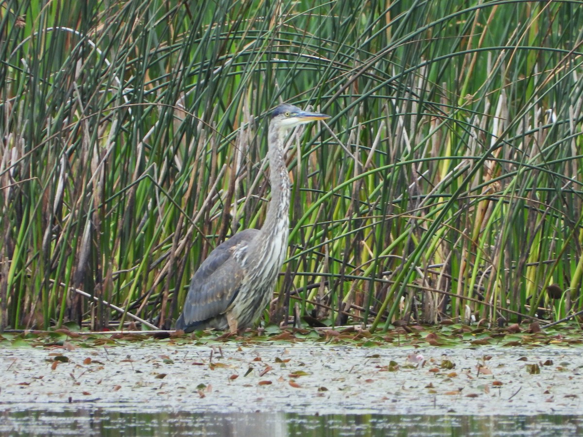 Great Blue Heron - ML608359741