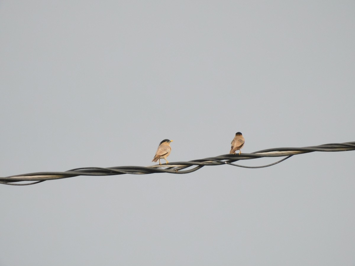 Brahminy Starling - ML608359742