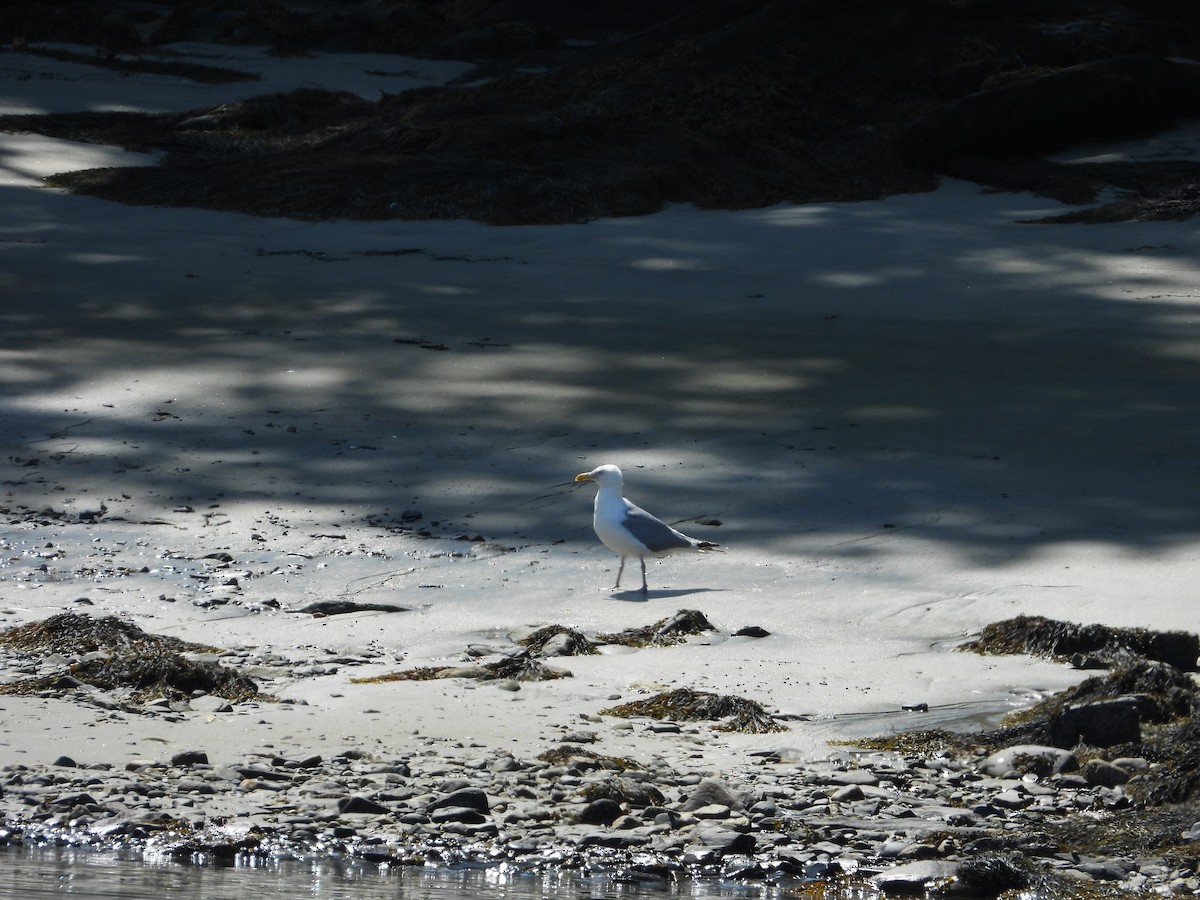 Gaviota Argéntea (americana) - ML608359751