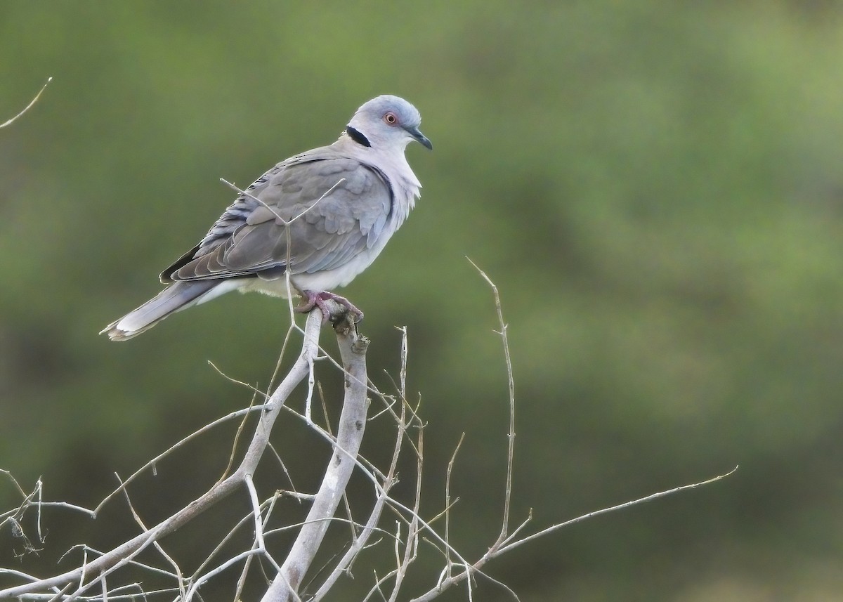 Mourning Collared-Dove - ML608359815