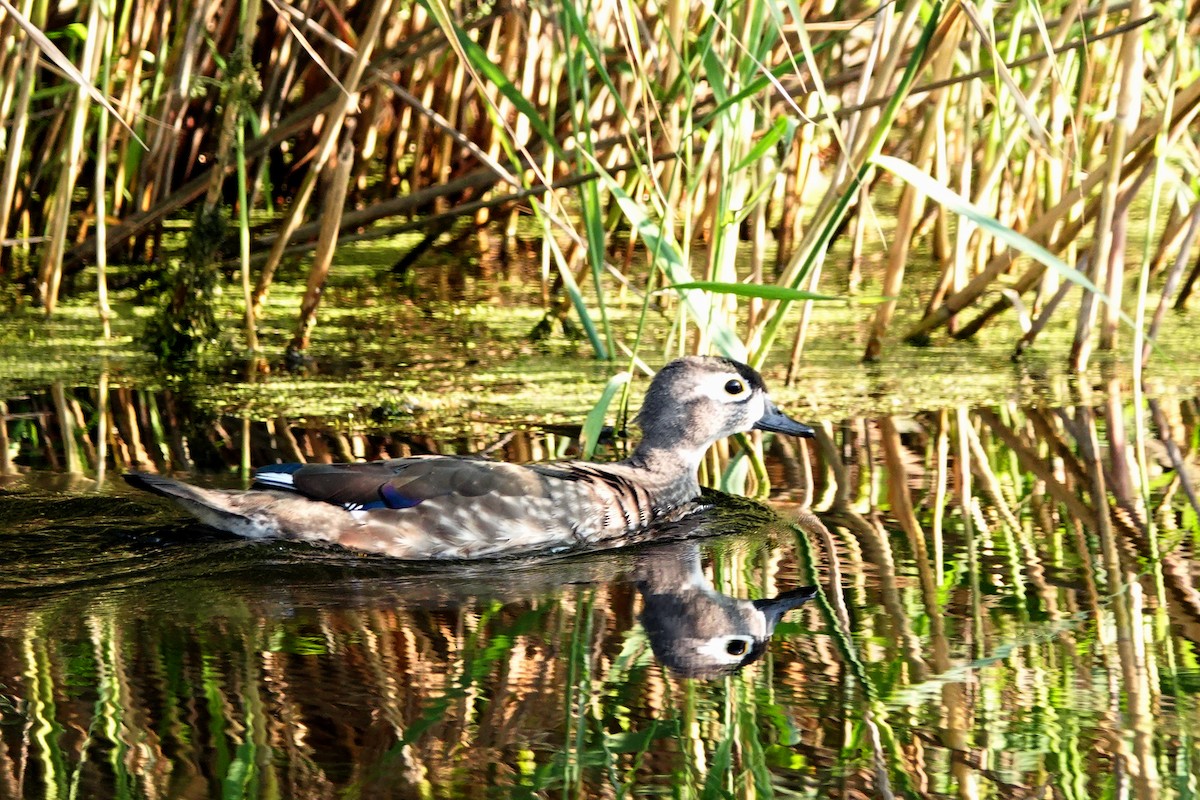 Wood Duck - ML608359949