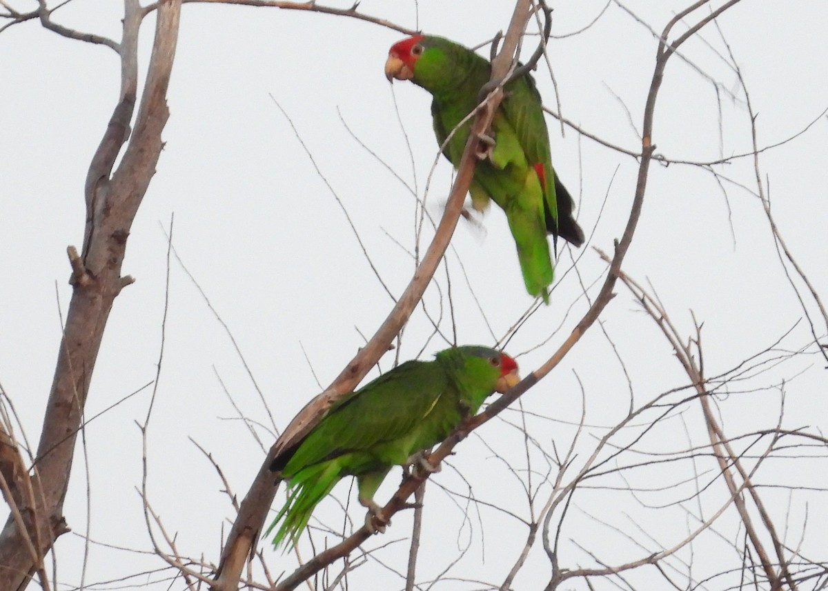 Red-crowned Parrot - Nick Komar