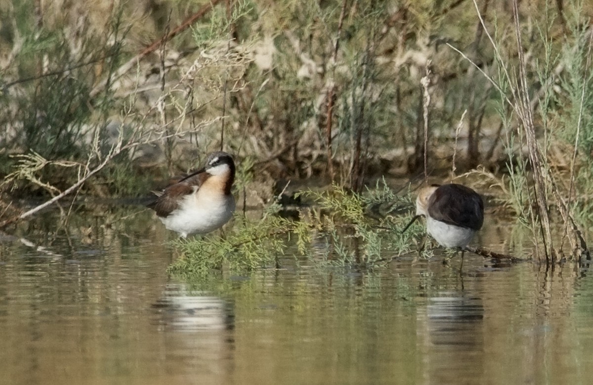 Wilson's Phalarope - ML608360056