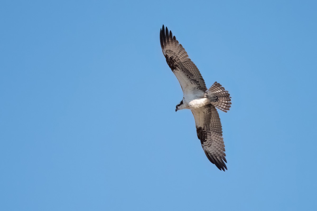 Balbuzard pêcheur - ML608360192