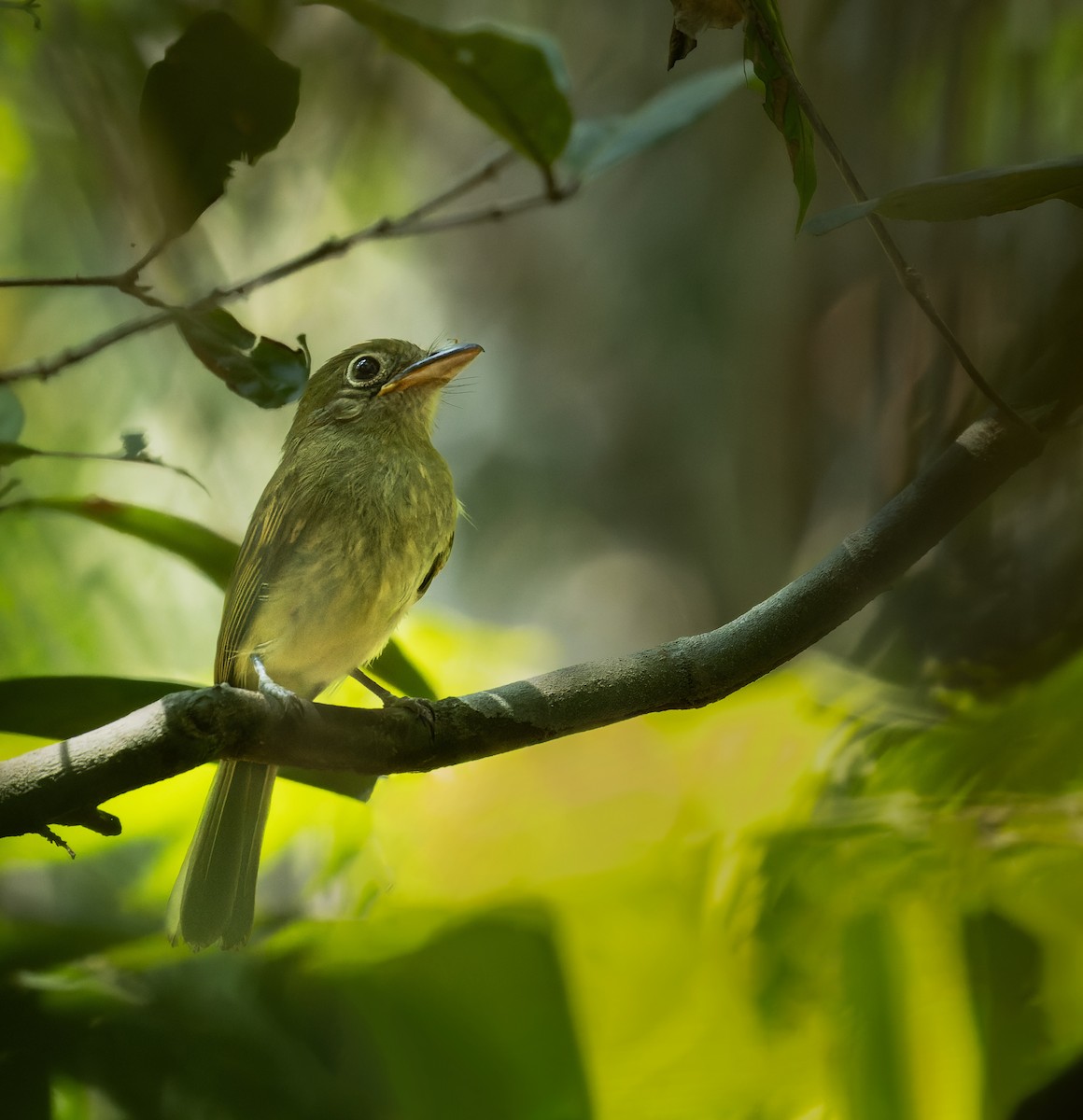 Western/Eastern Olivaceous Flatbill - ML608360204