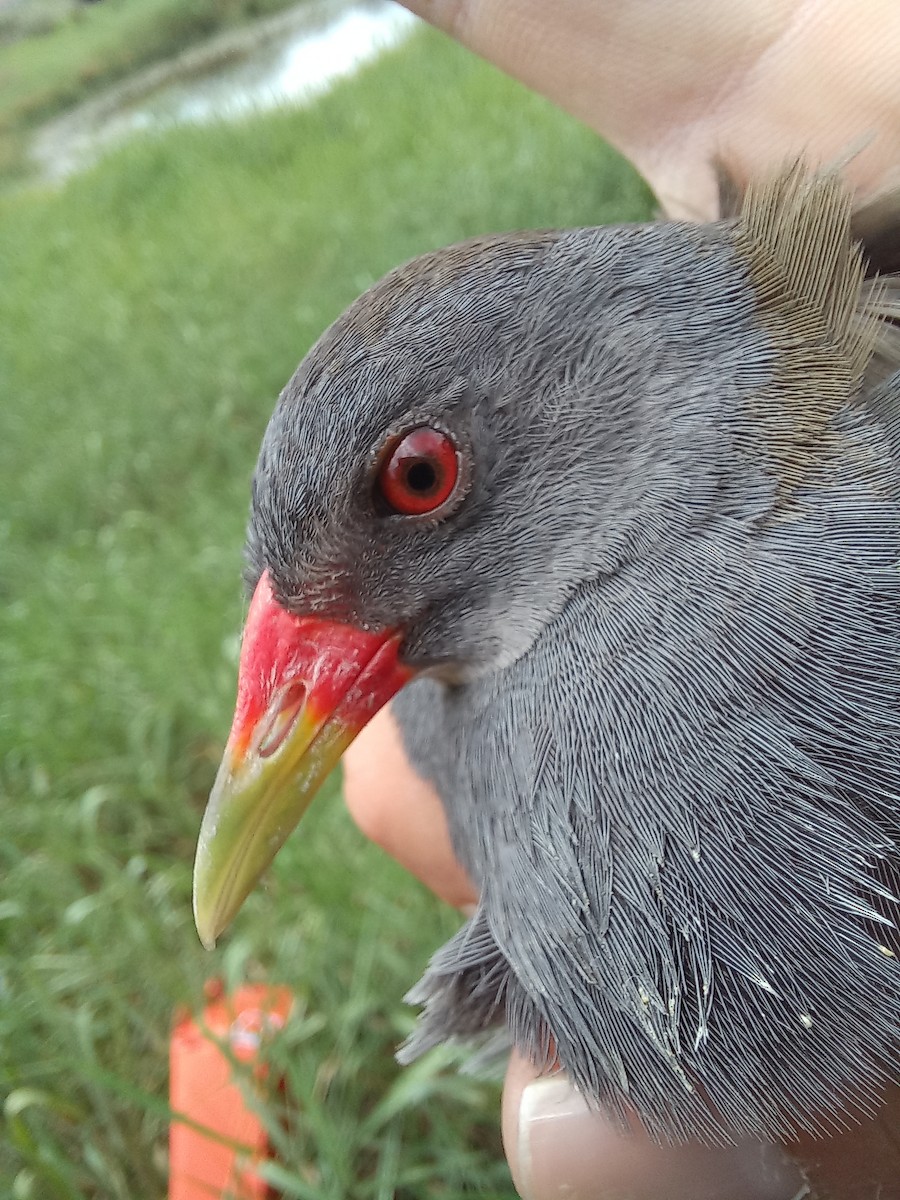 Paint-billed Crake - ML608360210