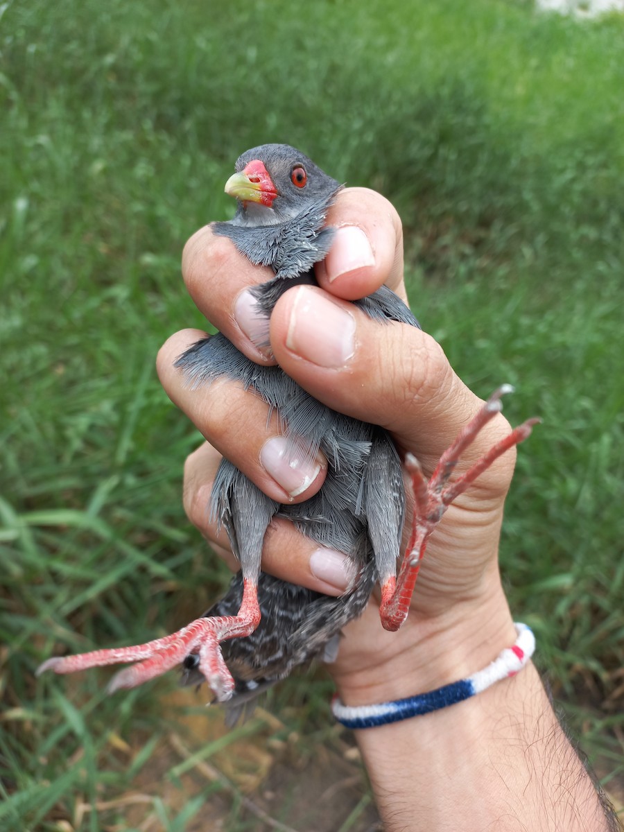 Paint-billed Crake - ML608360212