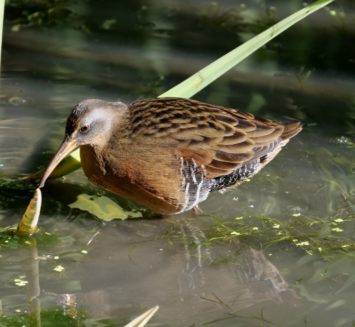 Virginia Rail - ML608360251