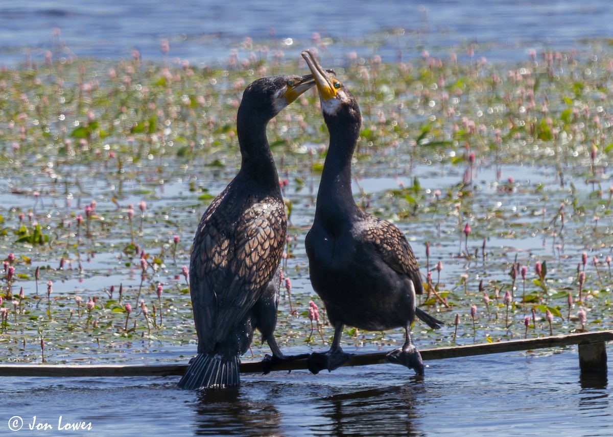 Great Cormorant (Eurasian) - Jon Lowes