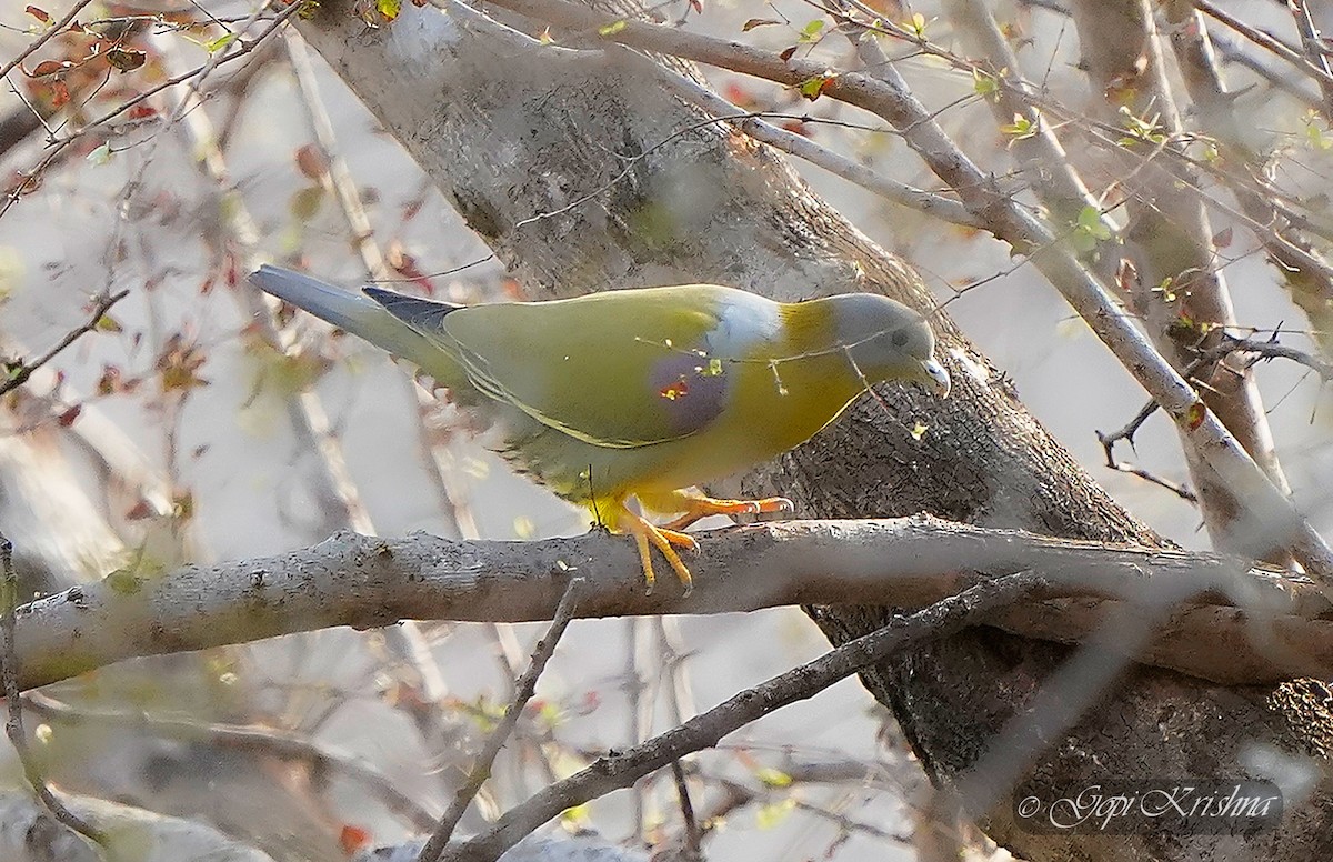 Yellow-footed Green-Pigeon - ML608360433