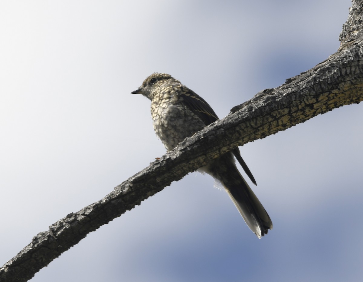 Townsend's Solitaire - ML608360462