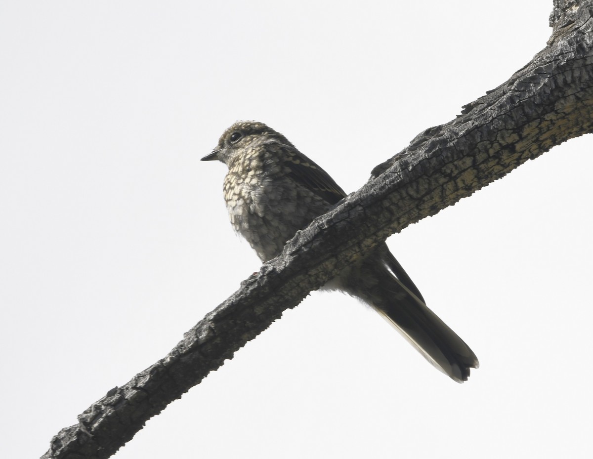 Townsend's Solitaire - ML608360465