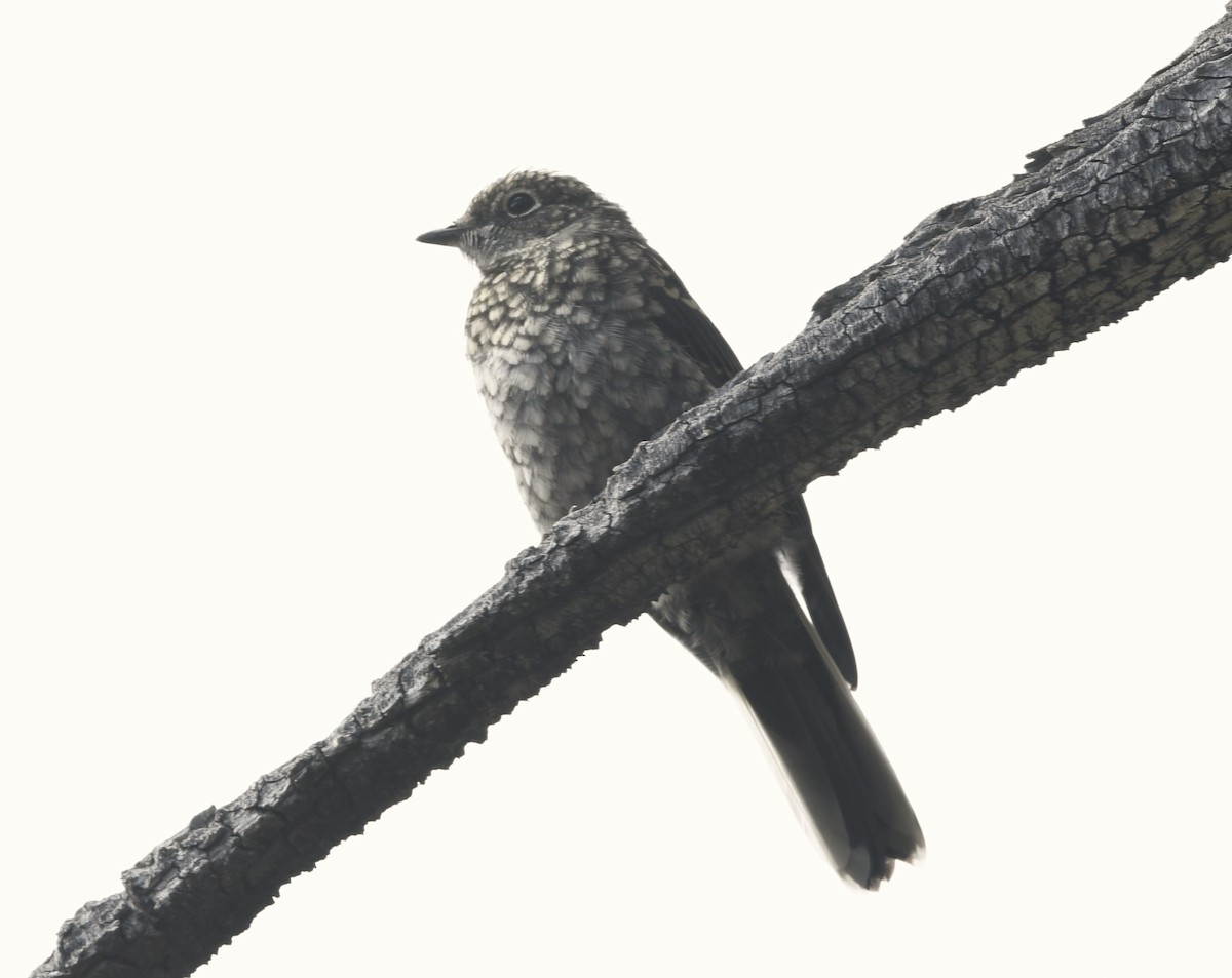 Townsend's Solitaire - ML608360468