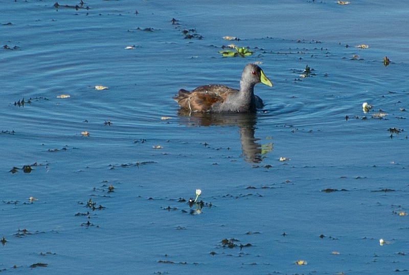 Spot-flanked Gallinule - ML608360470