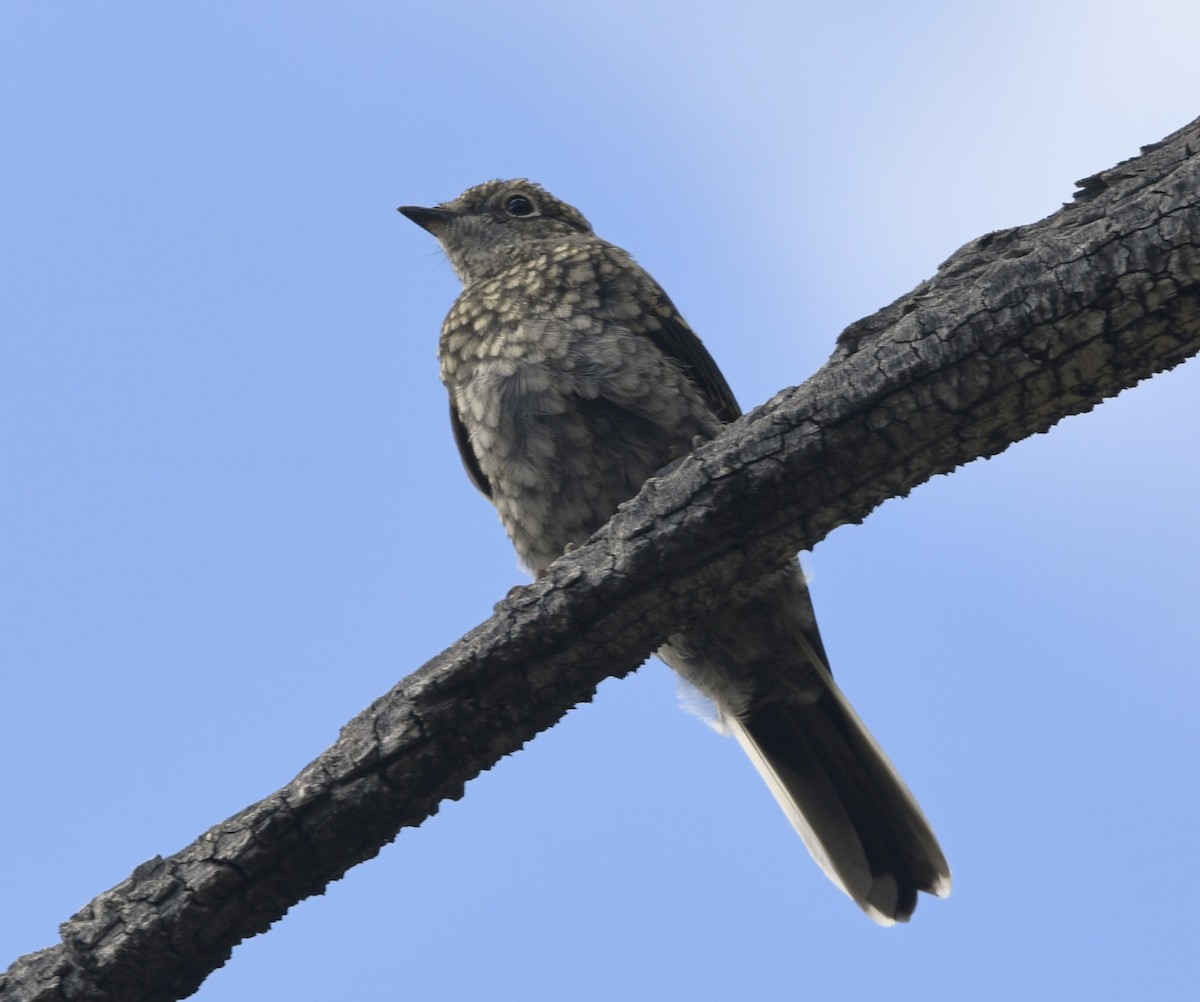 Townsend's Solitaire - ML608360471