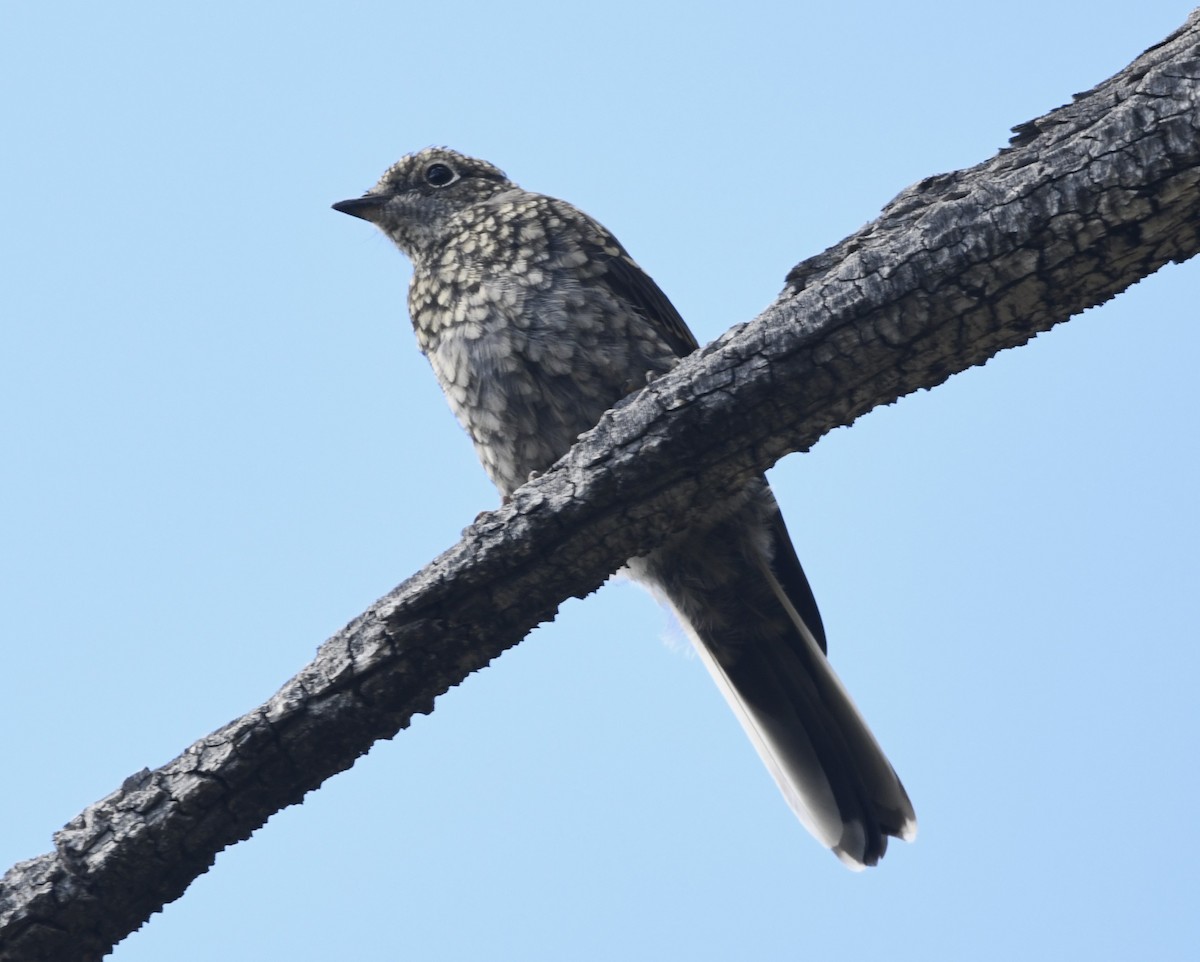 Townsend's Solitaire - ML608360472