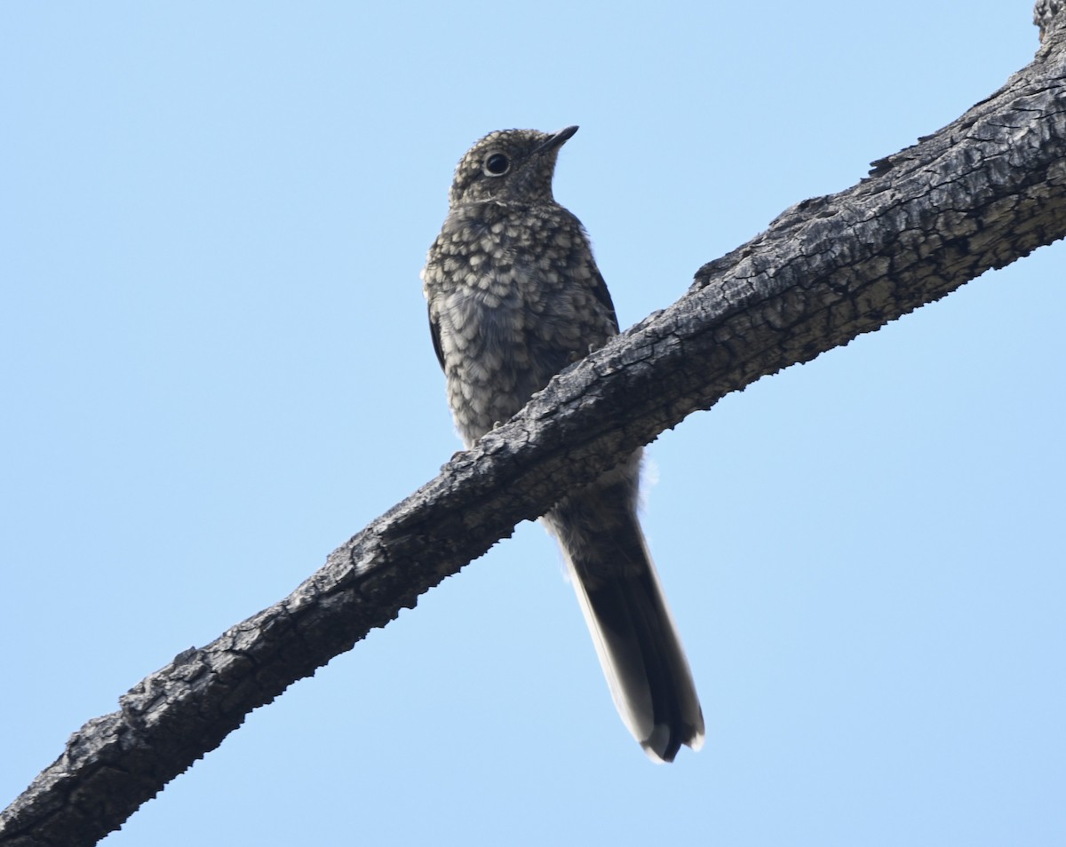 Townsend's Solitaire - ML608360473