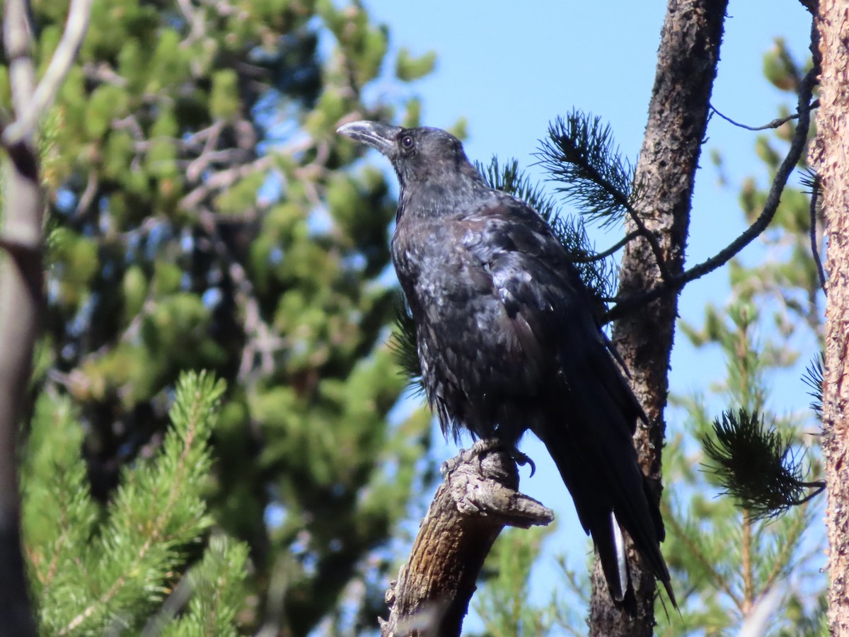 Common Raven - Art Hudak