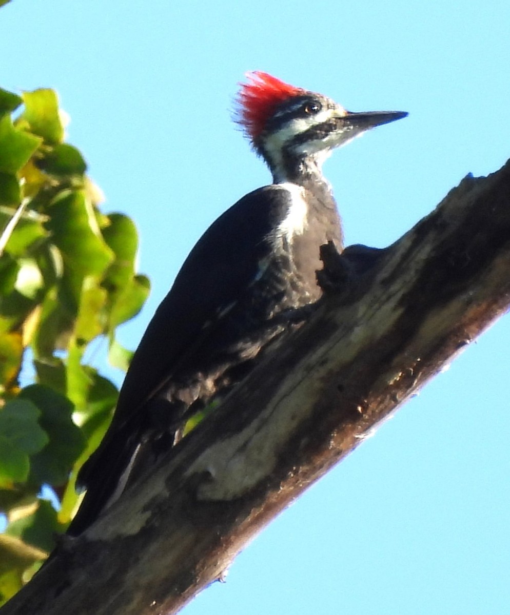 Pileated Woodpecker - ML608360532