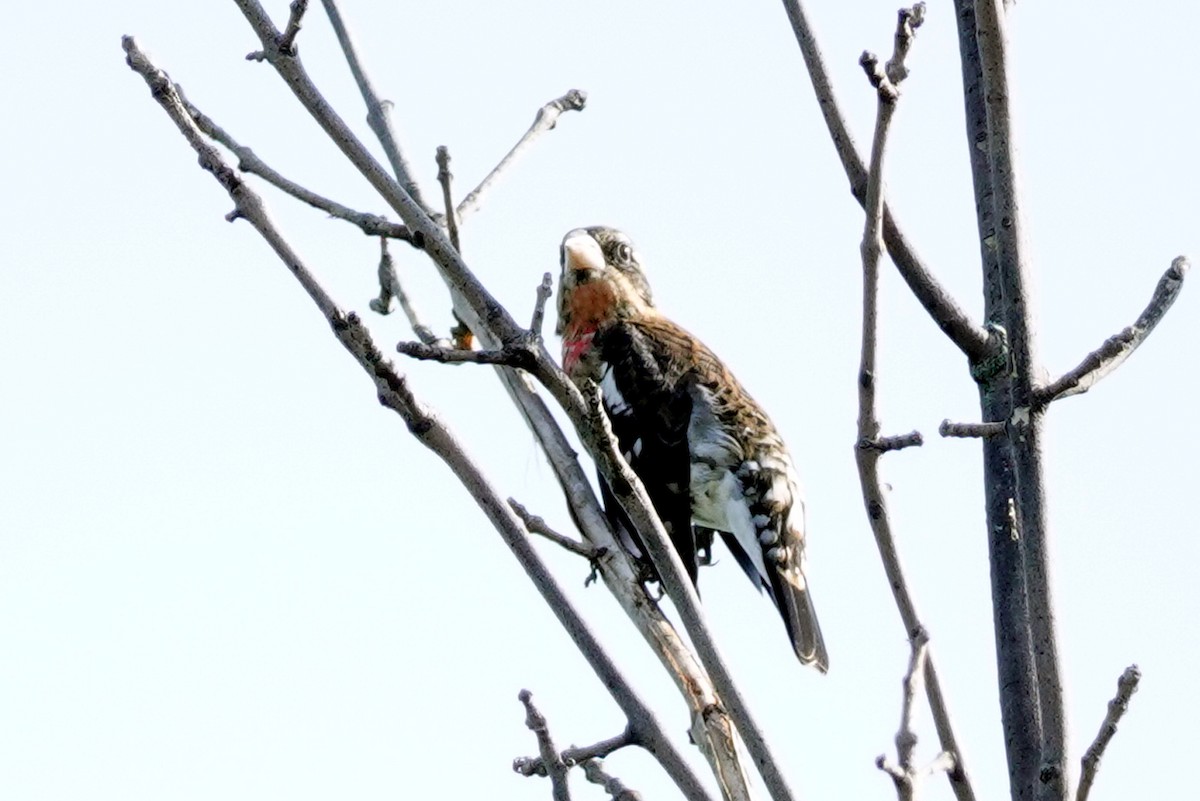 Rose-breasted Grosbeak - ML608360549