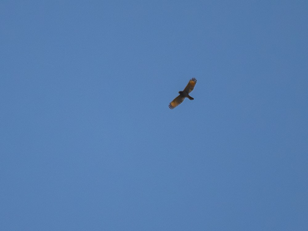 Roadside Hawk - ML608360552