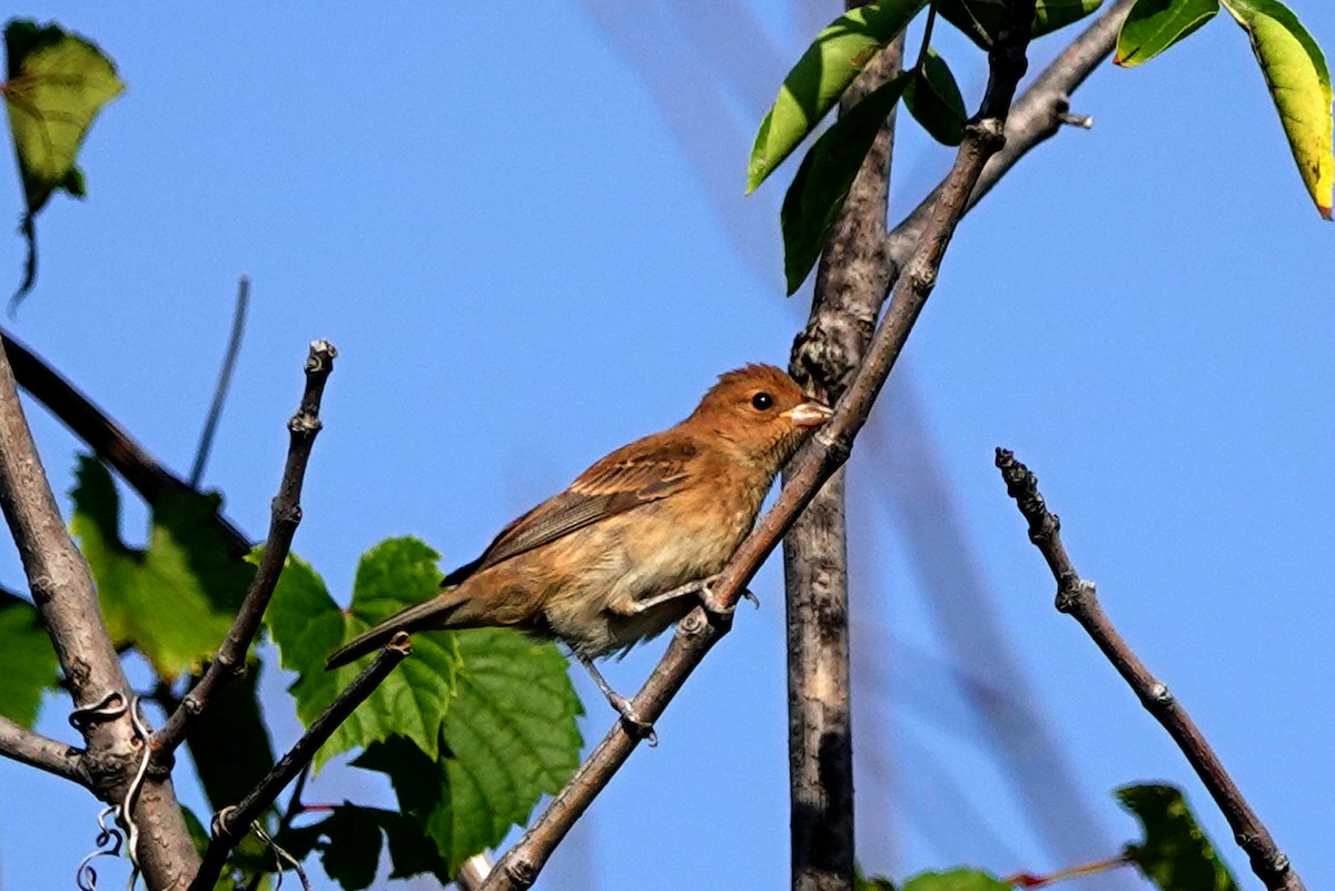 Indigo Bunting - ML608360583