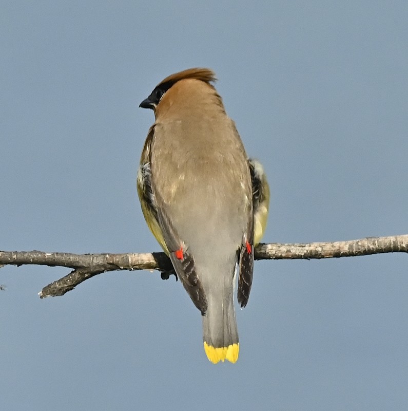 Cedar Waxwing - ML608360670