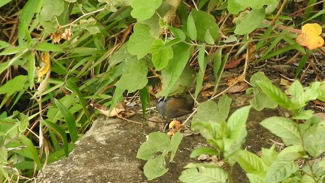 Banasura Laughingthrush - ML608360678