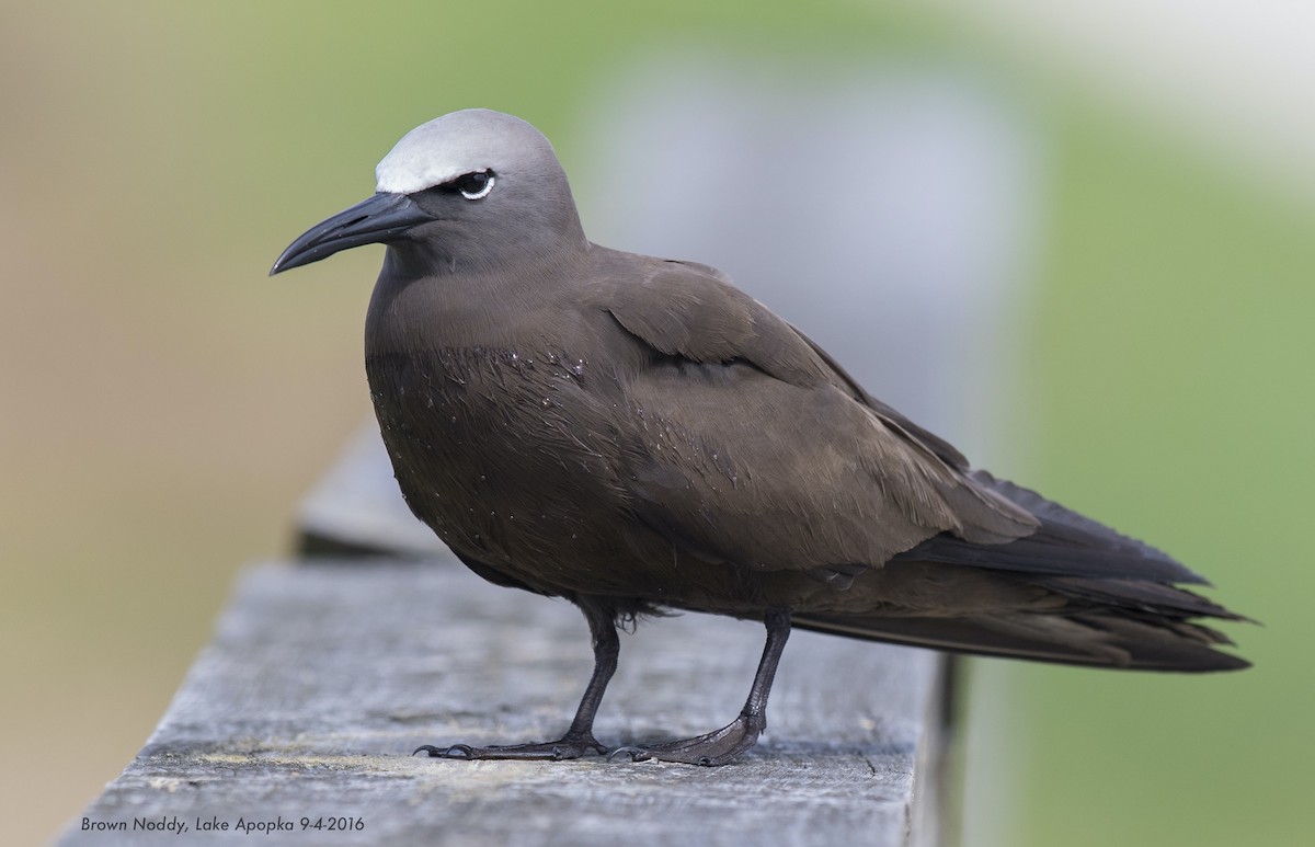 Brown Noddy - ML608360887