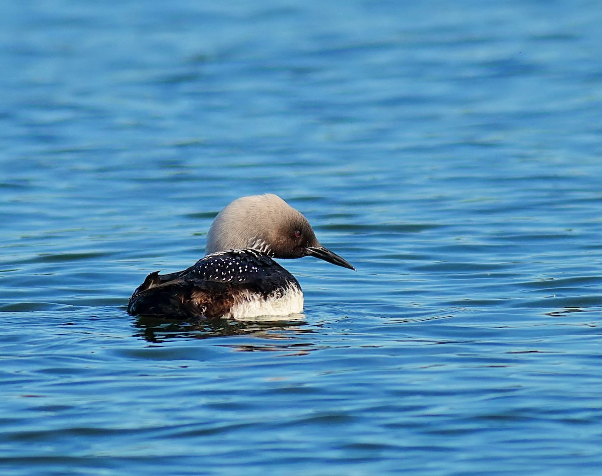 Pacific Loon - ML60836101