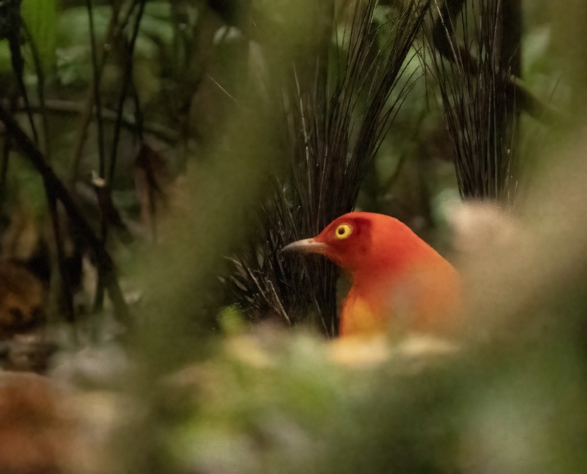 Flame Bowerbird - ML608361021