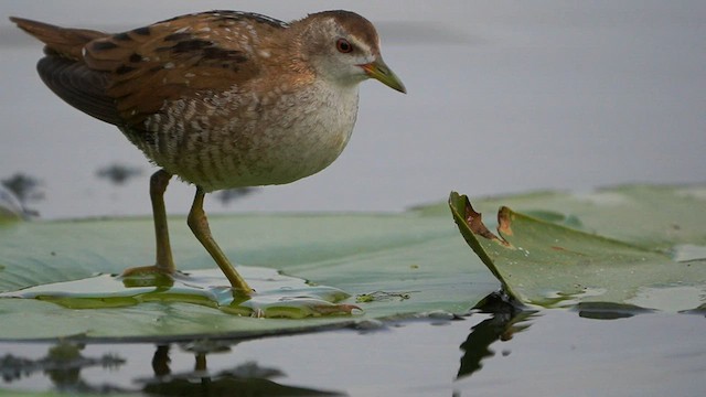 Little Crake - ML608361028