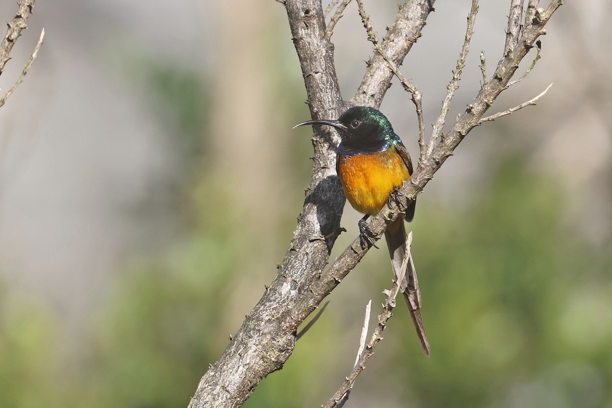 Souimanga orangé - ML608361030