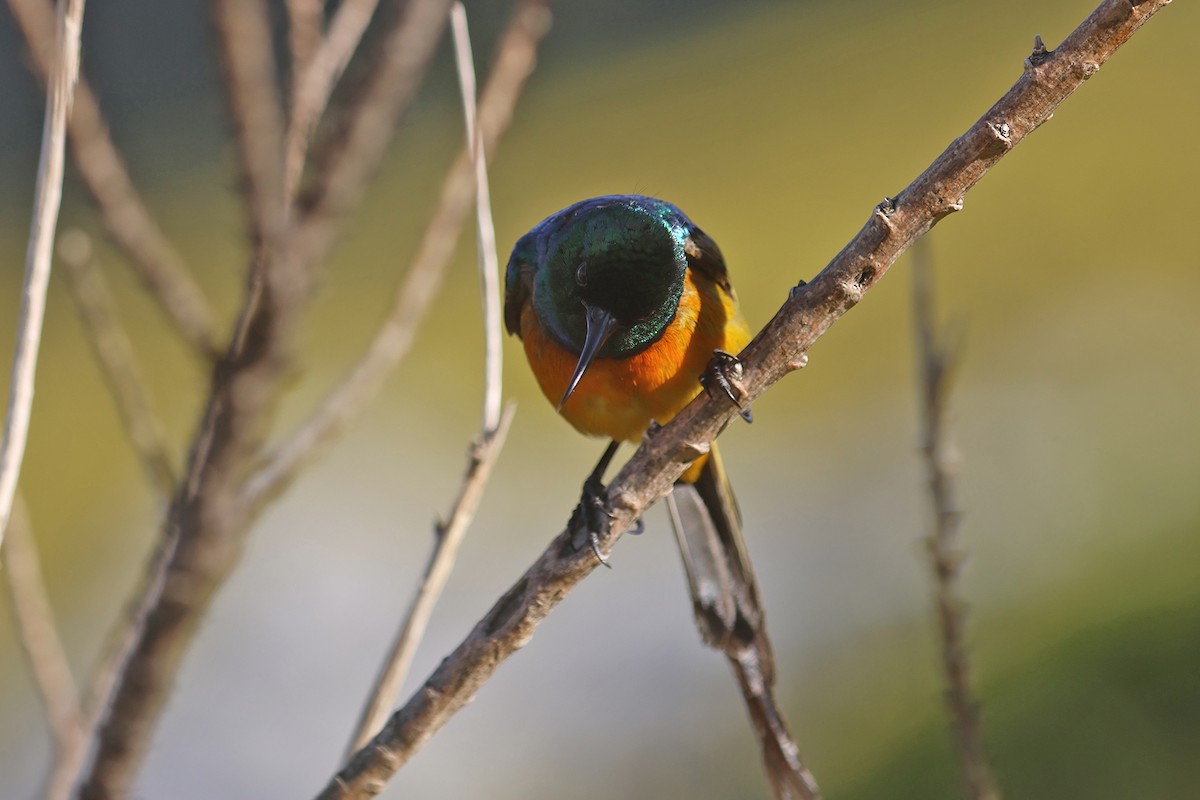 Souimanga orangé - ML608361031