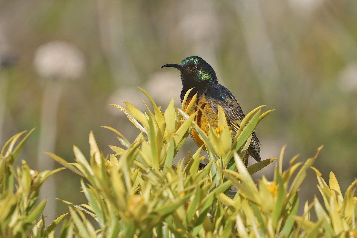 Souimanga orangé - ML608361032