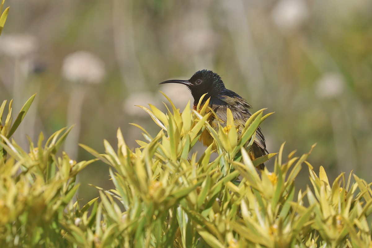 Orange-breasted Sunbird - ML608361033