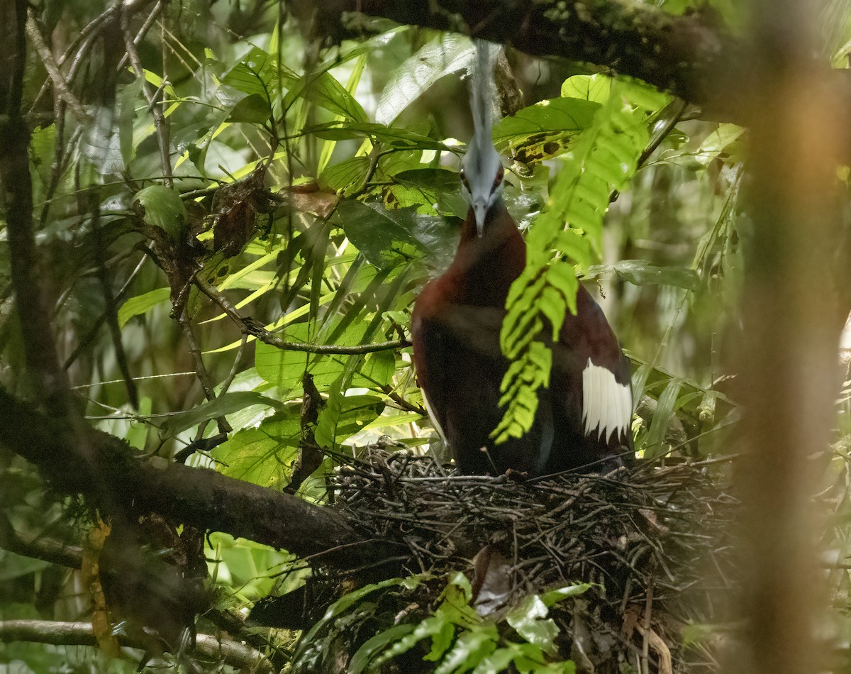 Sclater's Crowned-Pigeon - ML608361038