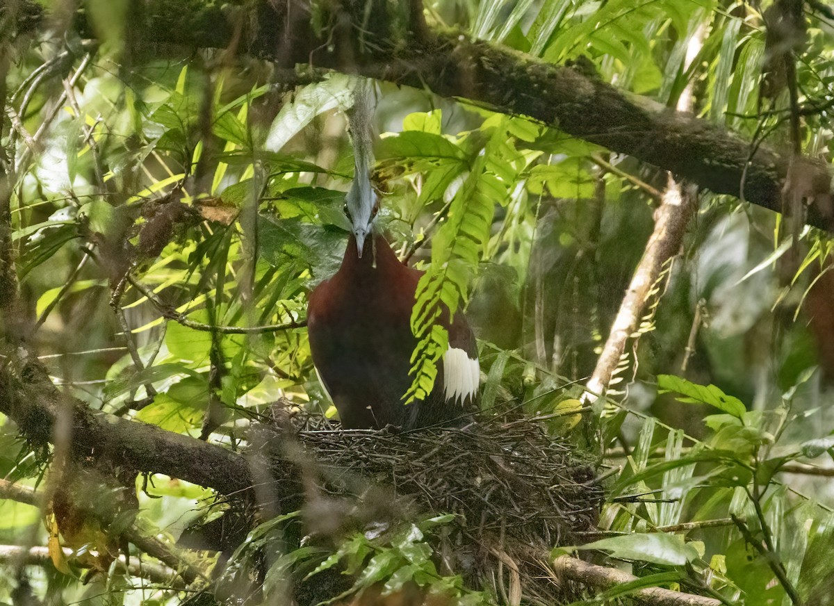 Sclater's Crowned-Pigeon - ML608361039